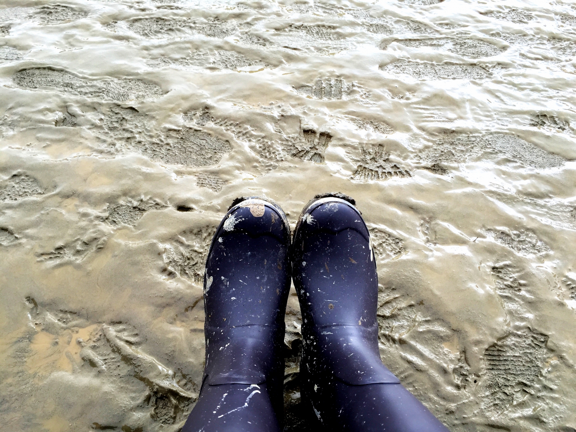 グラウンド・校庭のぬかるみ対策】☆きめ細おがくず☆茨城県周辺無料